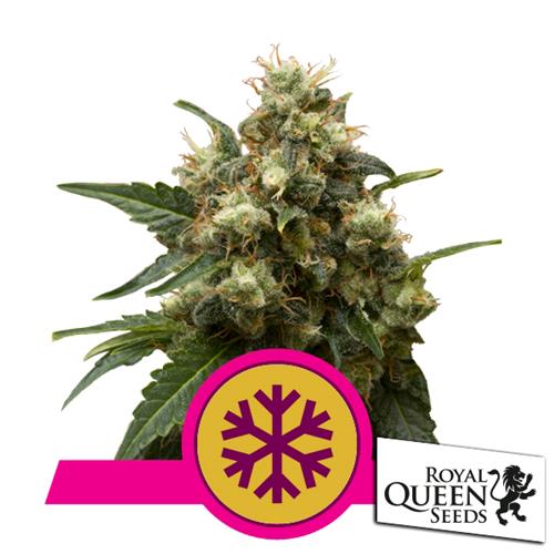ROYAL QUEEN SEEDS - ICE FEM - 3 SEMI