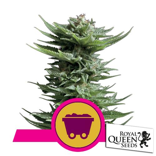 ROYAL QUEEN SEEDS - SHINING SILVER HAZE FEM - 3 SEMI