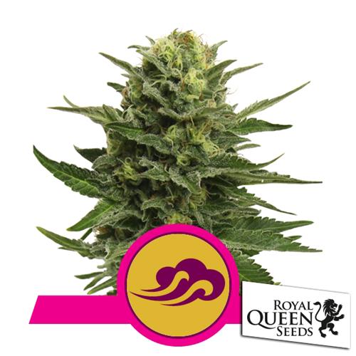 ROYAL QUEEN SEEDS - BLUE MYSTIC FEM - 5 SEMI