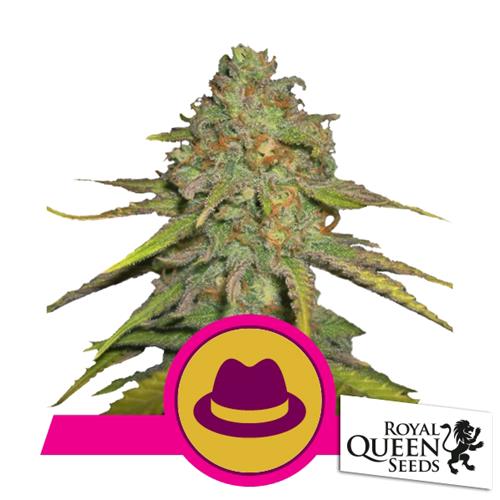 ROYAL QUEEN SEEDS - O.G. KUSH FEM - 10 SEMI