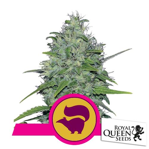 ROYAL QUEEN SEEDS - SKUNK XL FEM - 10 SEMI