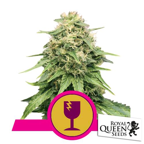 ROYAL QUEEN SEEDS - BUBBLE KUSH AUTO - 300 SEMI BULK