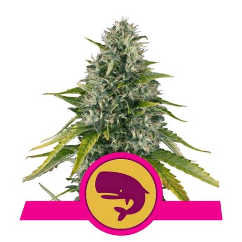 ROYAL QUEEN SEEDS - ROYAL MOBY FEM - 25 SEMI