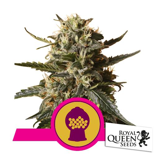 ROYAL QUEEN SEEDS - BUBBLEGUM XL FEM - 5 SEMI