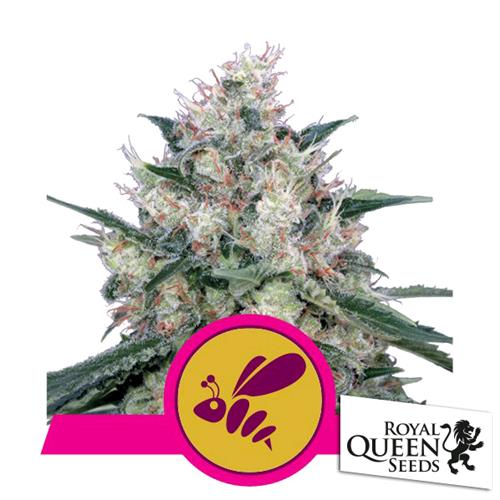 ROYAL QUEEN SEEDS - HONEY CREAM FEM FAST - 25 SEMI