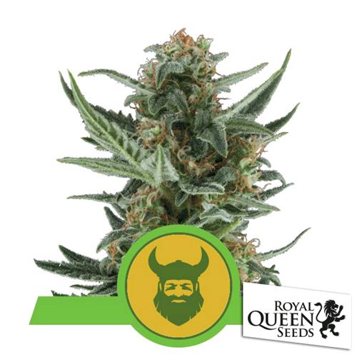 ROYAL QUEEN SEEDS - ROYAL DWARF AUTO - 3 SEMI