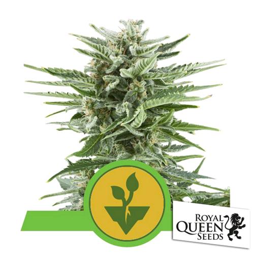 ROYAL QUEEN SEEDS - EASY BUD AUTO - 3 SEMI