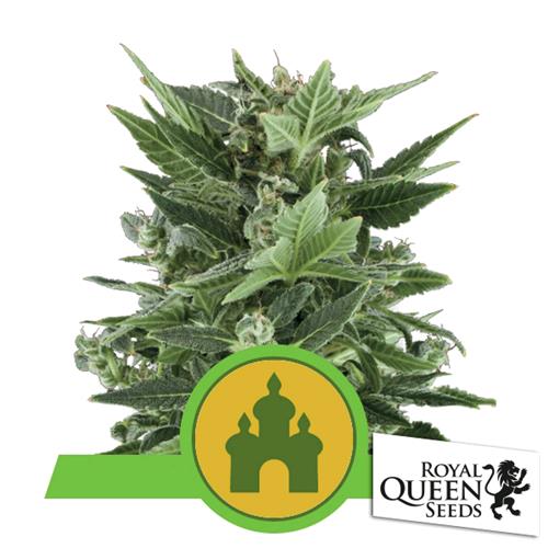 ROYAL QUEEN SEEDS - ROYAL KUSH AUTO - 5 SEMI