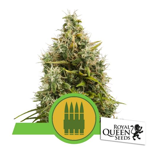 ROYAL QUEEN SEEDS - ROYAL AK AUTO - 10 SEMI