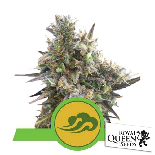 ROYAL QUEEN SEEDS - ROYAL BLUEMATIC AUTO - 3 SEMI