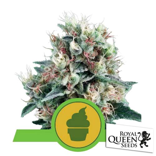 ROYAL QUEEN SEEDS - ROYAL CREAMATIC AUTO - 5 SEMI