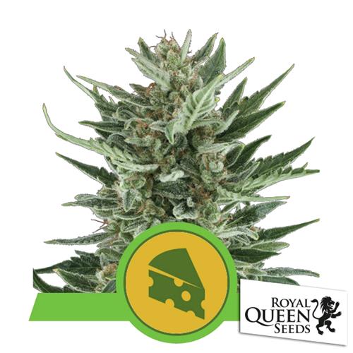 ROYAL QUEEN SEEDS - ROYAL CHEESE AUTO - 10 SEMI