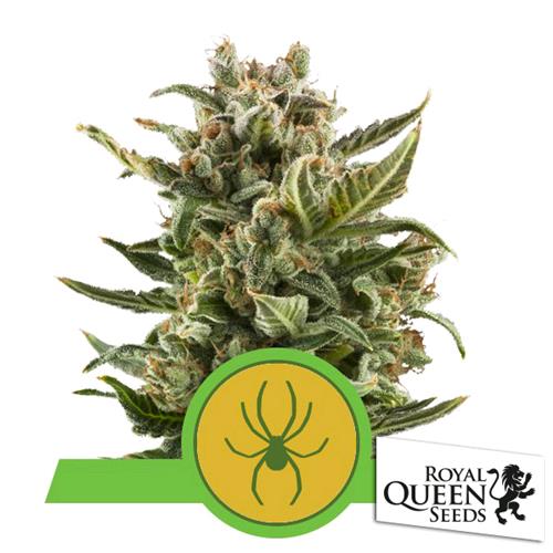 ROYAL QUEEN SEEDS - WHITE WIDOW AUTO - 25 SEMI