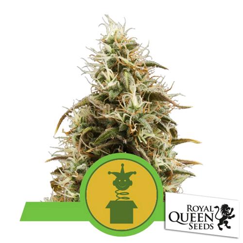 ROYAL QUEEN SEEDS - ROYAL JACK AUTO - 3 SEMI