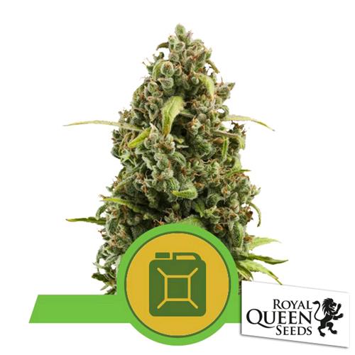 ROYAL QUEEN SEEDS - DIESEL AUTO - 5 SEMI