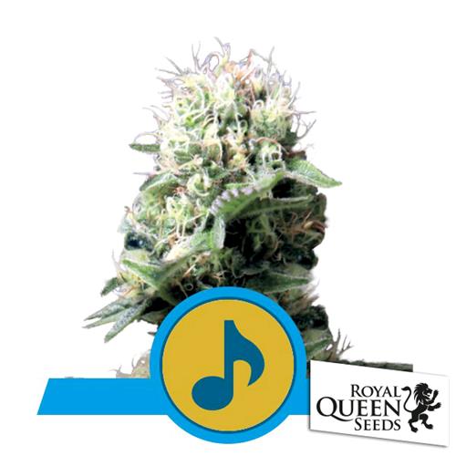 ROYAL QUEEN SEEDS - DANCE WORLD FEM CBD - 10 SEMI