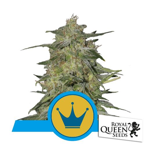 ROYAL QUEEN SEEDS - ROYAL HIGHNESS FEM CBD - 5 SEMI