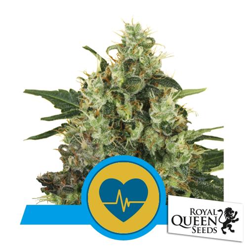 ROYAL QUEEN SEEDS - MEDICAL MASS FEM CBD - 10 SEMI