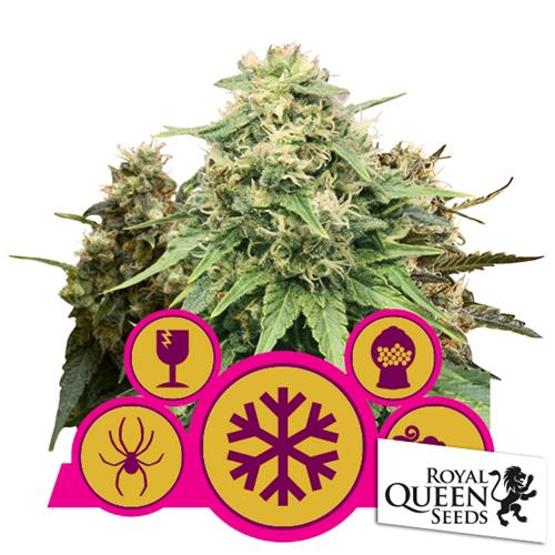 ROYAL QUEEN SEEDS - MIX FEMMINIZZATA - 5 SEMI