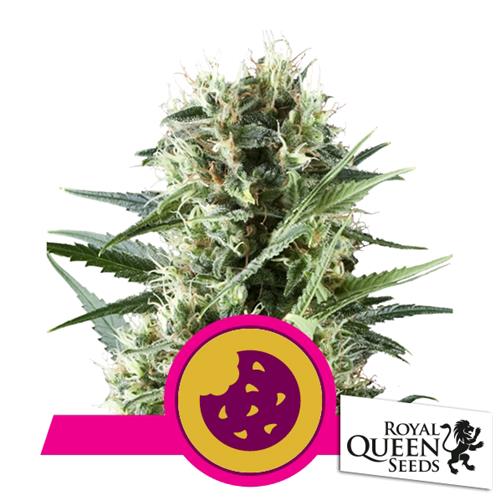 ROYAL QUEEN SEEDS - ROYAL COOKIES FEM - 25 SEMI - USA PREMIUM