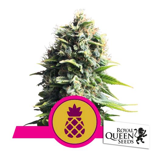 ROYAL QUEEN SEEDS - PINEAPPLE KUSH FEM - 5 SEMI