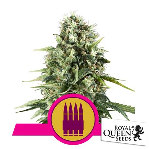 ROYAL QUEEN SEEDS - ROYAL AK FEM - 10 SEMI