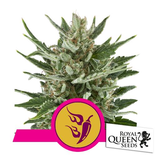 ROYAL QUEEN SEEDS - SPEEDY CHILE FEM FAST - 5 SEMI