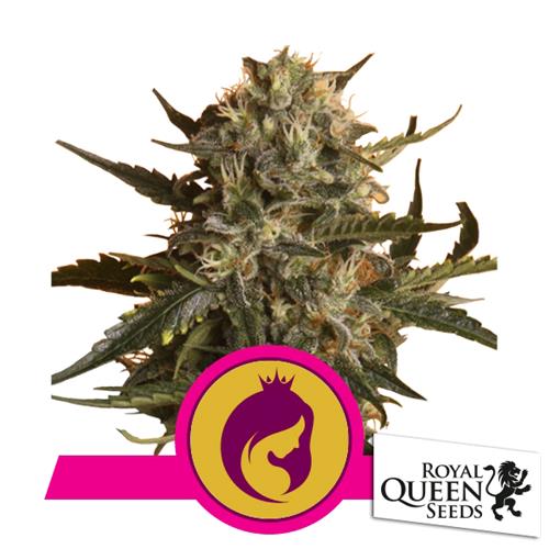 ROYAL QUEEN SEEDS - MOTHER GORILLA FEM - 5 SEMI
