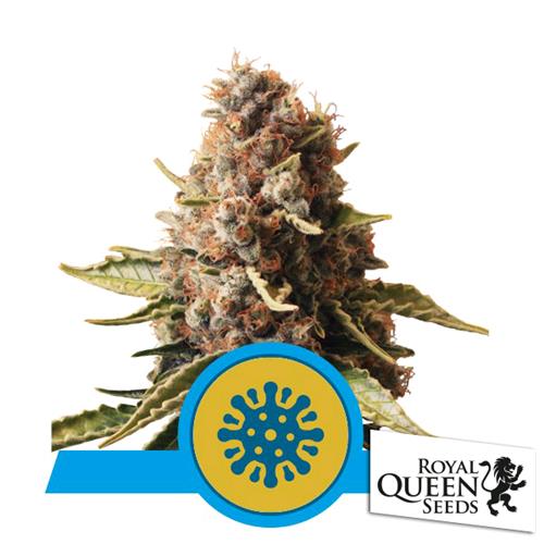 ROYAL QUEEN SEEDS - EUPHORIA FEM CBD - 3 SEMI