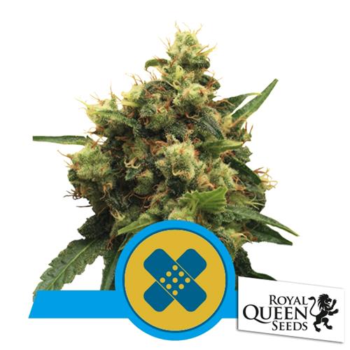 ROYAL QUEEN SEEDS - PAINKILLER XL FEM CBD - 3 SEMI