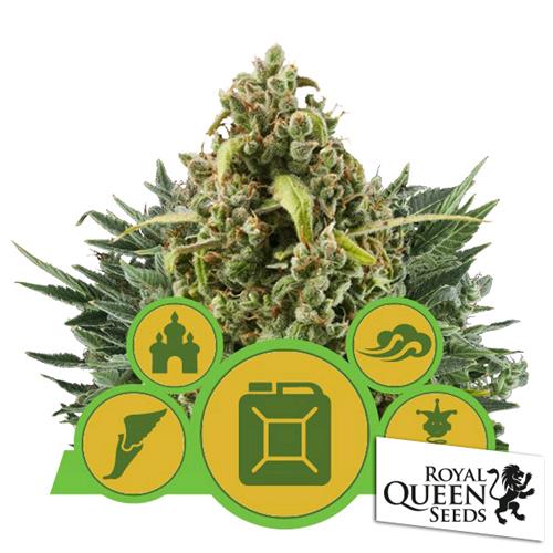 ROYAL QUEEN SEEDS - AUTOFLOWERING MIX - 5 SEMI