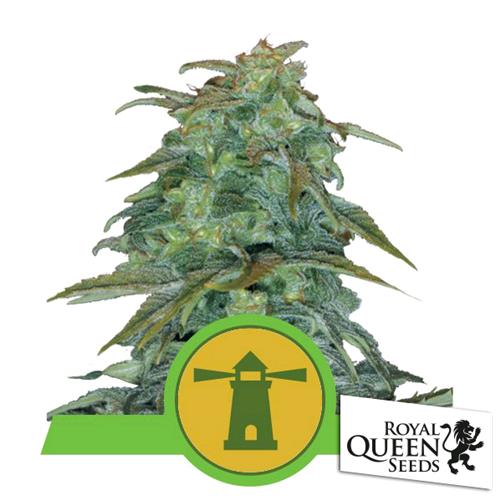 ROYAL QUEEN SEEDS - ROYAL HAZE AUTO - 3 SEMI