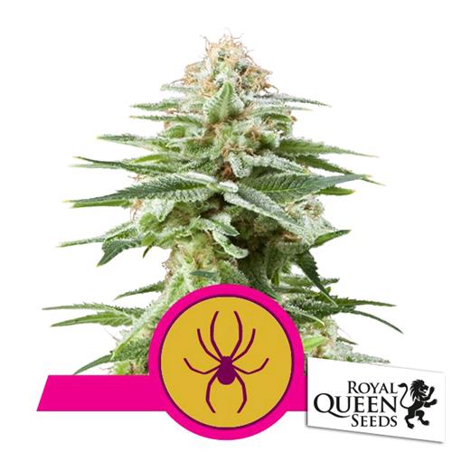 ROYAL QUEEN SEEDS - WHITE WIDOW FEM - 3 SEMI