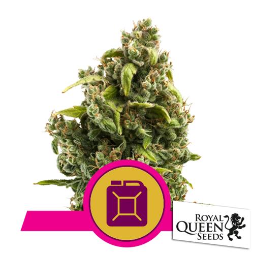 ROYAL QUEEN SEEDS - SOUR DIESEL FEM - 5 SEMI