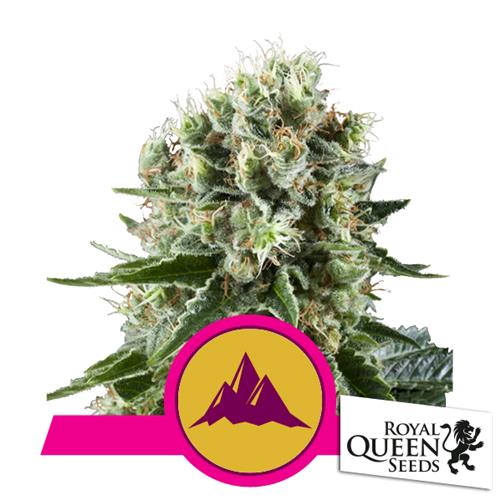 ROYAL QUEEN SEEDS - CRITICAL KUSH FEM - 25 SEMI