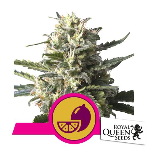 ROYAL QUEEN SEEDS - LEMON SHINING SILVER HAZE FEM - 3 SEMI