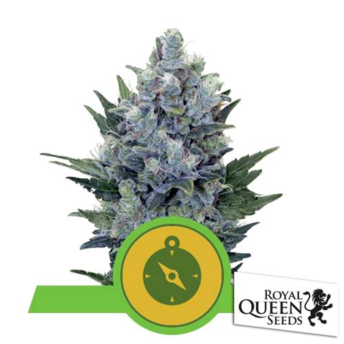 ROYAL QUEEN SEEDS - NORTHERN LIGHT AUTO - 5 SEMI