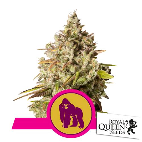 ROYAL QUEEN SEEDS - ROYAL GORILLA FEM - 25  SEMI - USA PREMIUM