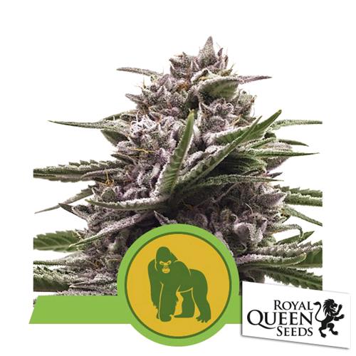 ROYAL QUEEN SEEDS - ROYAL GORILLA AUTO - 10 SEMI - USA PREMIUM