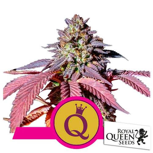 ROYAL QUEEN SEEDS - PURPLE QUEEN FEM - 10 SEMI - USA PREMIUM