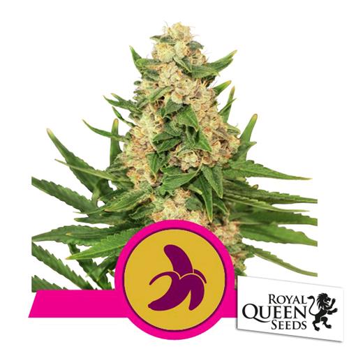 ROYAL QUEEN SEEDS - FAT BANANA FEM - 25 SEMI - USA PREMIUM