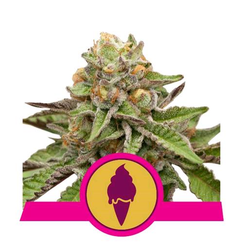 ROYAL QUEEN SEEDS - GREEN GELATO FEM - 3 SEMI - USA PREMIUM