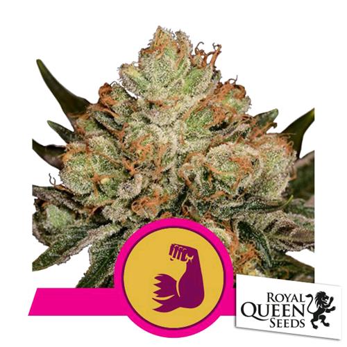 ROYAL QUEEN SEEDS - HULKBERRY FEM - 3 SEMI - USA PREMIUM