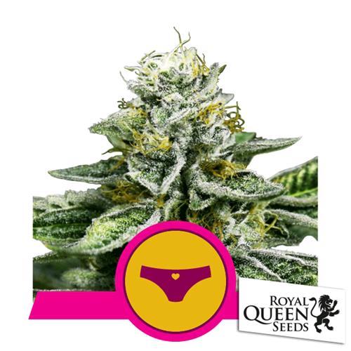 ROYAL QUEEN SEEDS - SHERBET QUEEN FEM - 5 SEMI - USA PREMIUM