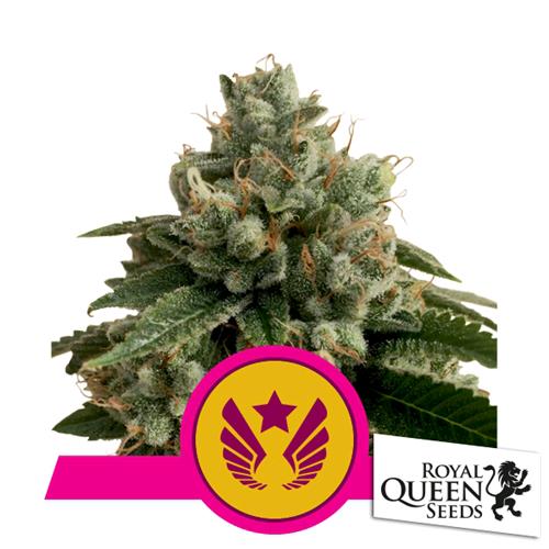 ROYAL QUEEN SEEDS - LEGENDARY OG PUNCH FEM - 5 SEMI - USA PREMIUM