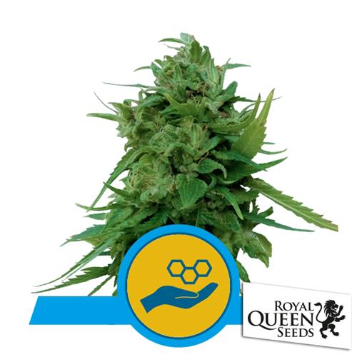 ROYAL QUEEN SEEDS - SOLOMATIC AUTO CBD - 3 SEMI