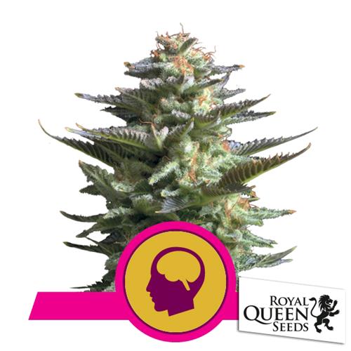 ROYAL QUEEN SEEDS - AMNESIA HAZE FEM - 200 SEMI