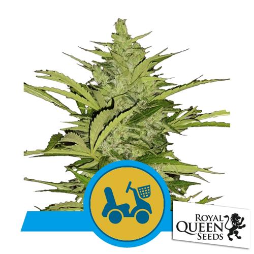 ROYAL QUEEN SEEDS - FAST EDDY AUTO CBD - 5 SEMI