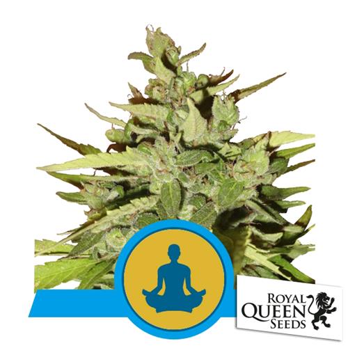 ROYAL QUEEN SEEDS - STRESS KILLER AUTO CBD - 5 SEMI