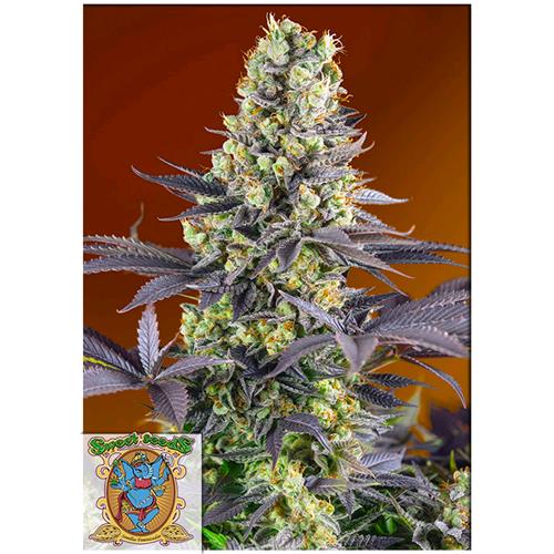 FINO A ESAURIMENTO SCORTE SWEET SEEDS - SWEET ZENZATION FEM - 3+1 SEMI